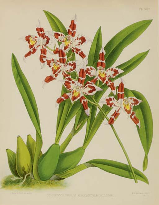 John Nugent Fitch - The Orchid Album: Six Plates