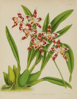 John Nugent Fitch - The Orchid Album: Six Plates