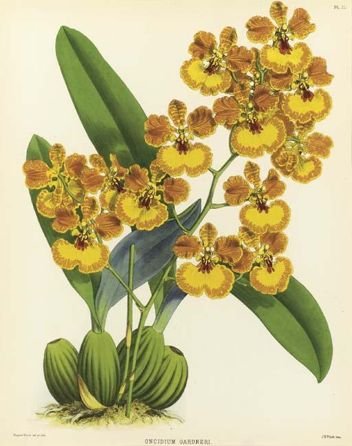 John Nugent Fitch - The Orchid Album: Six Plates