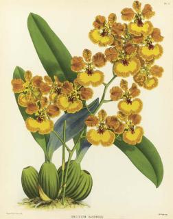 John Nugent Fitch - The Orchid Album: Six Plates