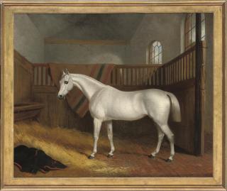 John Paul - A grey hunter in a stable