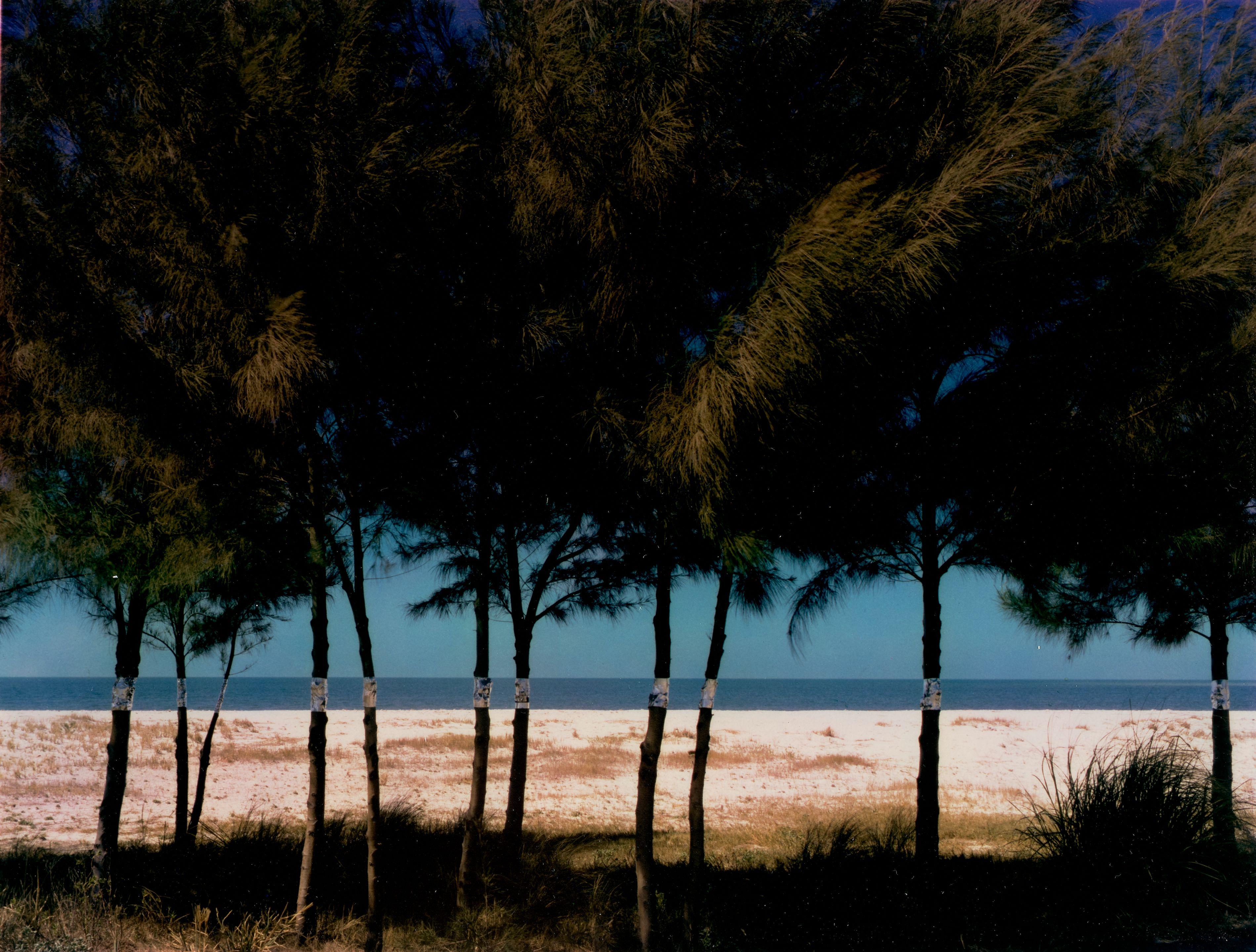 John Pfahl - \'Australian Pines, Fort DeSoto, Florida\' (from \'Altered Landscapes\')