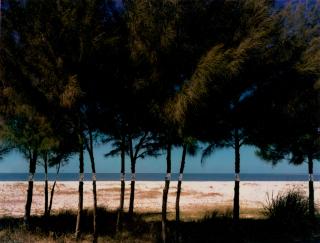 John Pfahl - \'Australian Pines, Fort DeSoto, Florida\' (from \'Altered Landscapes\')