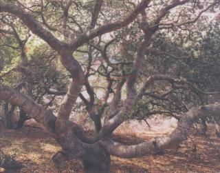 John Pfahl - \'Live Oak Lightning, Lompoc, California\' (from \'Altered Landscapes\')