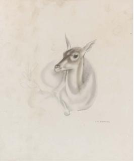 John Rattenbury Skeaping - Studies Of Antelopes