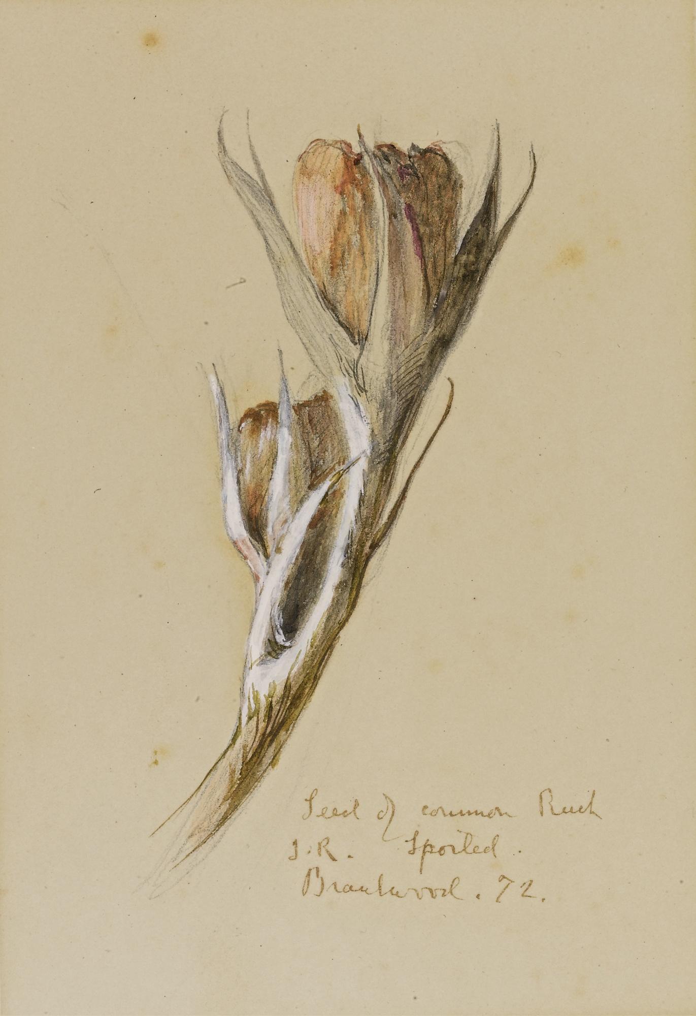 John Ruskin - A Seed Of The Common Rush