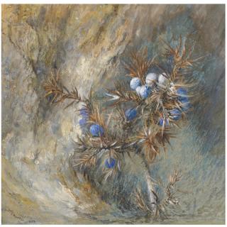 John Ruskin - Juniper