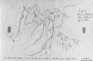 John Ruskin - Sketch of a wood anemone