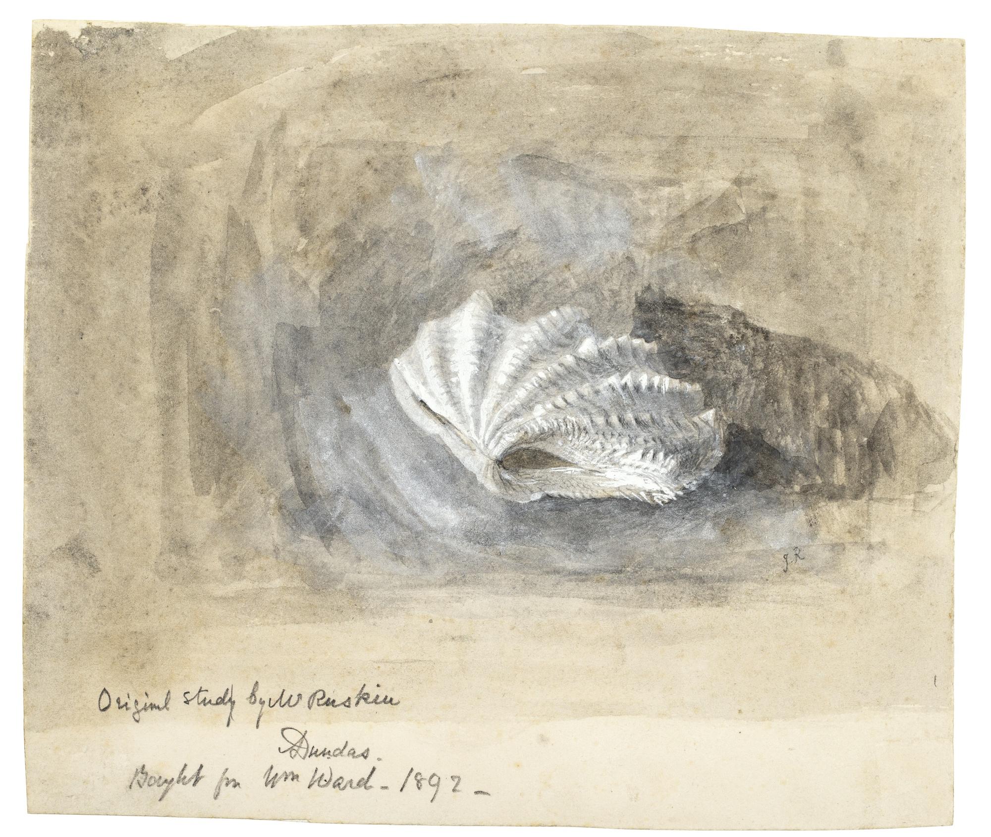 John Ruskin - Study Of A Shell