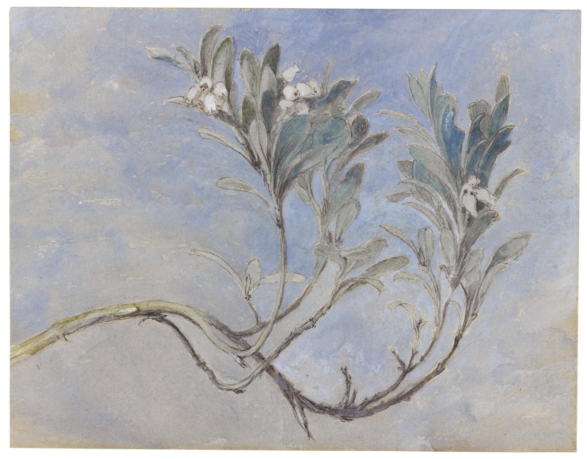 John Ruskin - Study Of A Sprig Of A Myrtle Tree