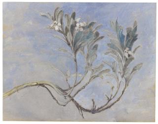 John Ruskin - Study Of A Sprig Of A Myrtle Tree