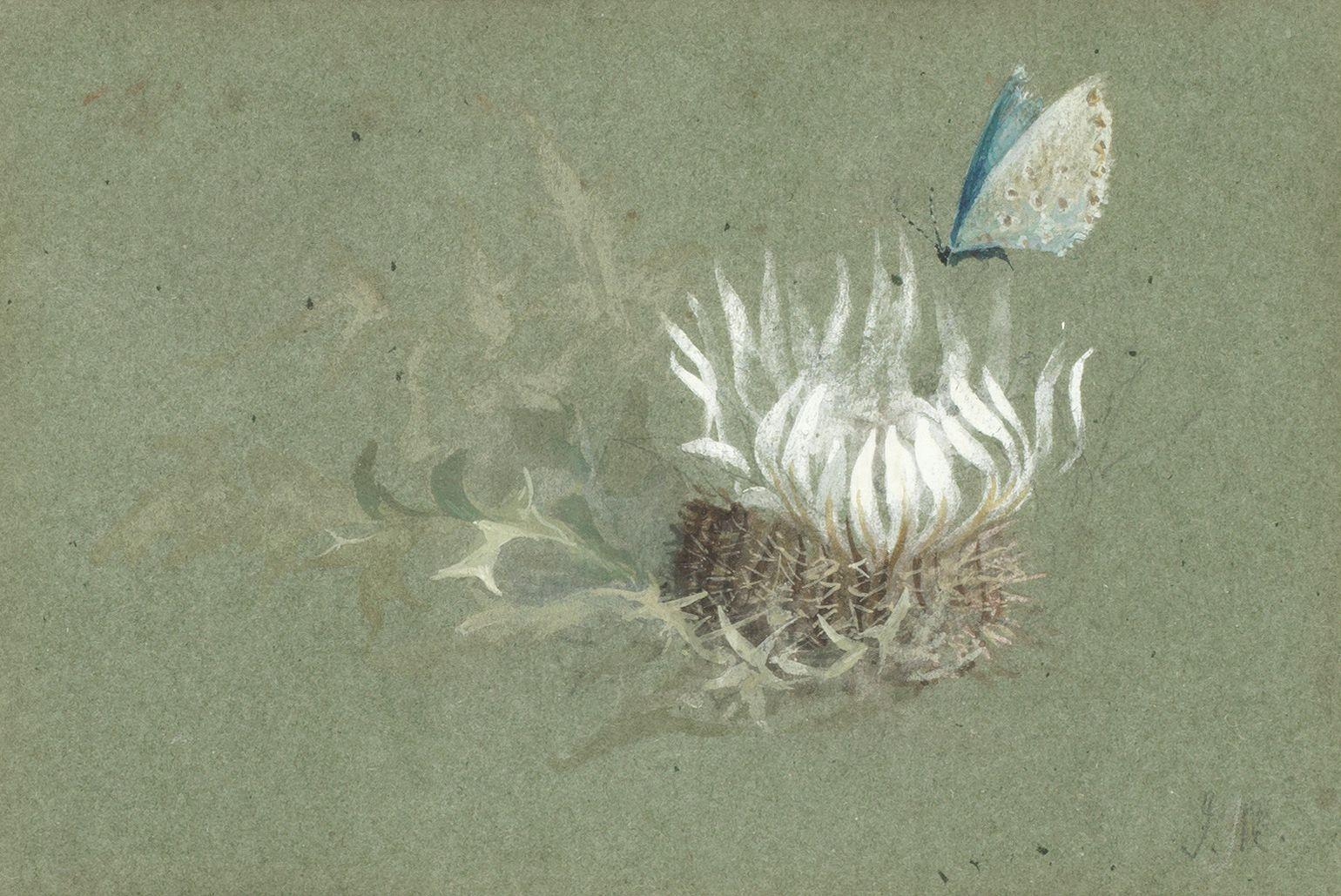 John Ruskin - Study Of An Alpine Thistle With An Amanda\'S Blue Butterfly