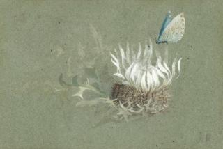 John Ruskin - Study Of An Alpine Thistle With An Amanda\'S Blue Butterfly