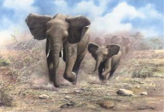 John Seerey-Lester - A herd of elephants rampaging through the bush