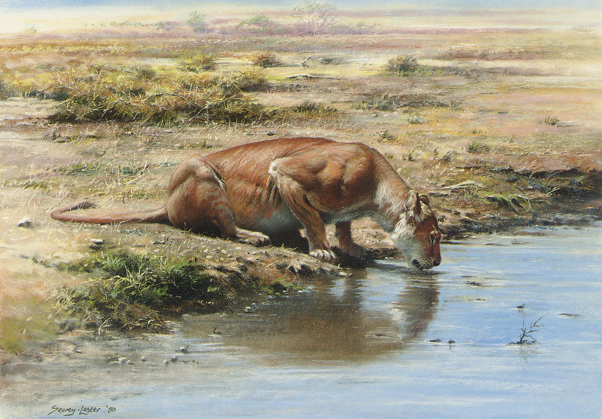 John Seerey-Lester - A lionness drinking at a waterhole
