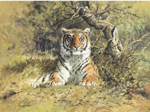 John Seerey-Lester - A Tiger