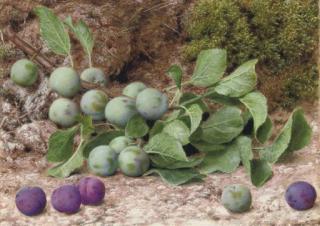 John Sherrin, R.I. - A bough of plums on a mossy bank