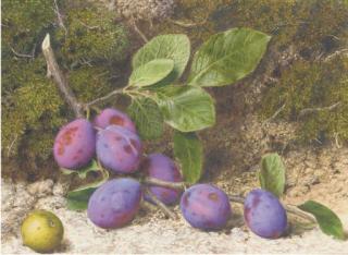 John Sherrin - A Bough of Plums And An Apple On A Mossy Bank