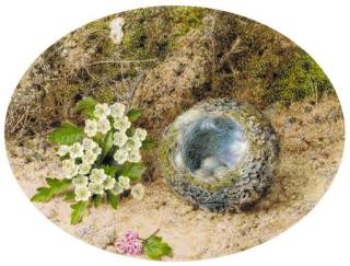 John Sherrin - Still-life of bird\'s nest and hawthorne, on a mossy bank