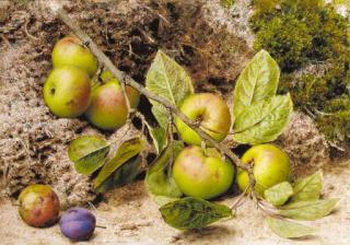 John Sherrin - Still life with apples and a plum