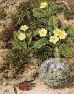 John Sherrin - Still Life with primroses, a violet and a birds nest on a mossy bank