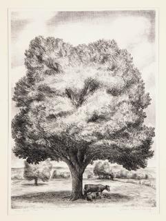 John Steuart Curry - The Oak Tree