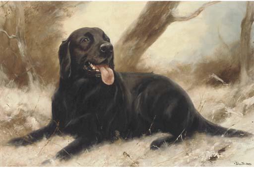 John Trickett - A Black Labrador