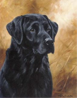 John Trickett - A black labrador