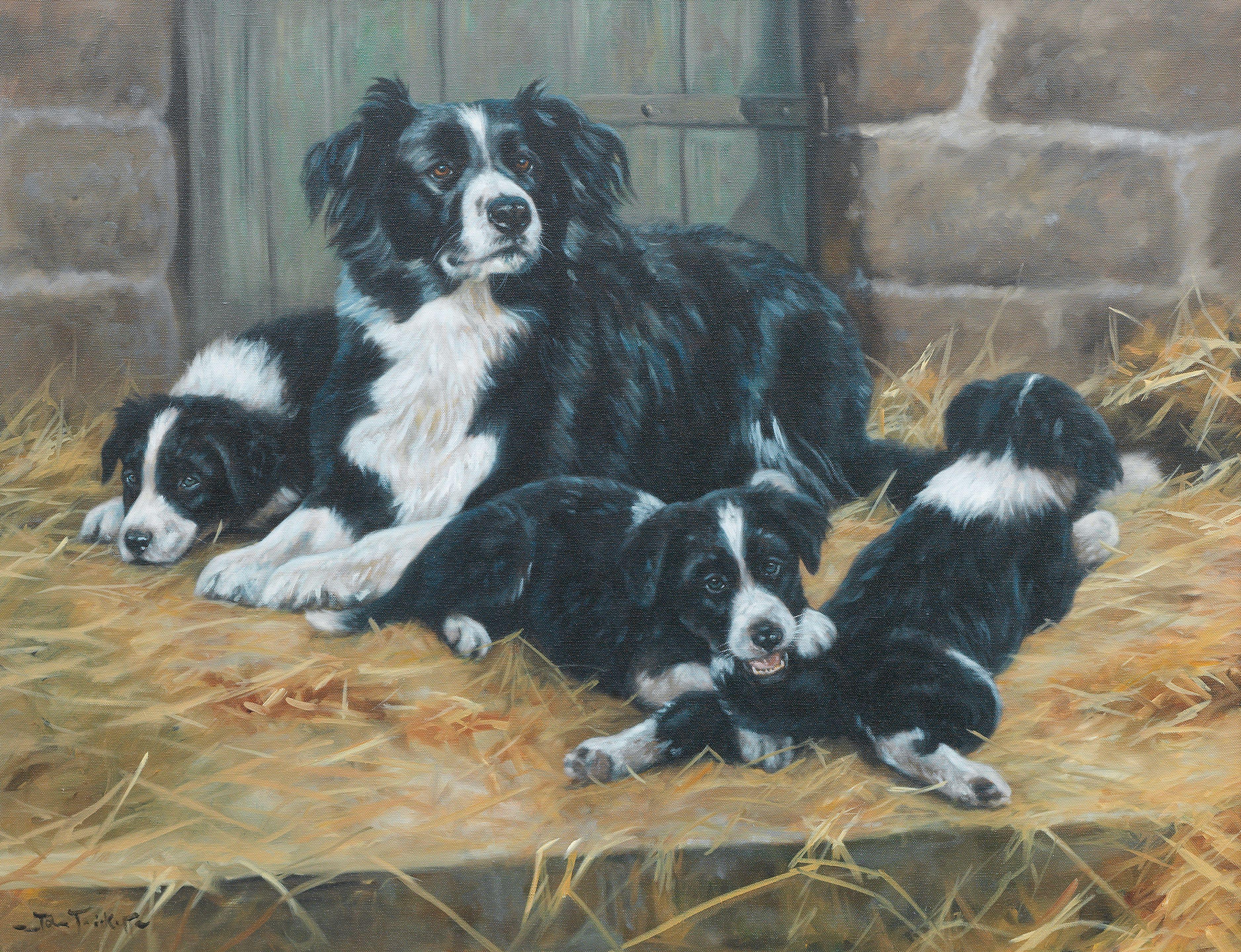 John Trickett - Motherhood - Border Collies