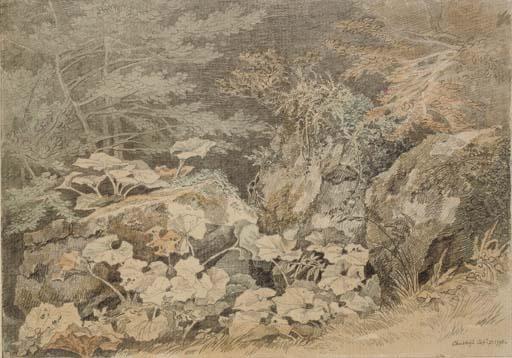 John White Abbott - A Study of Undergrowth At Chudleigh, Devon