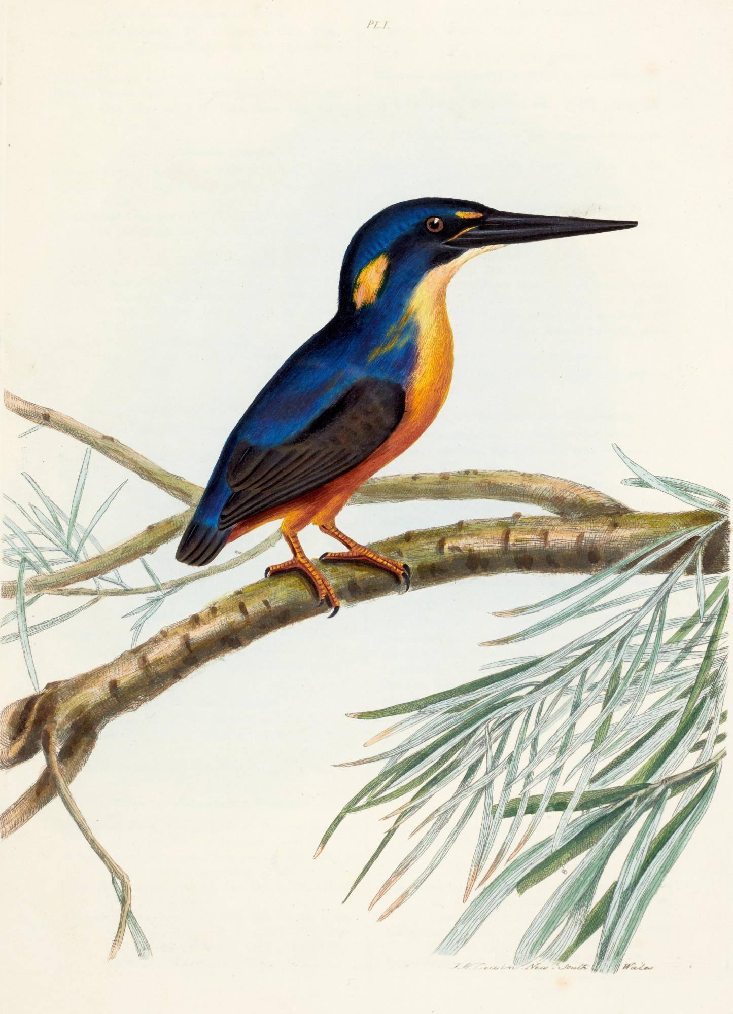 John William Lewin - A Natural History of the Birds of New South Wales, 1838