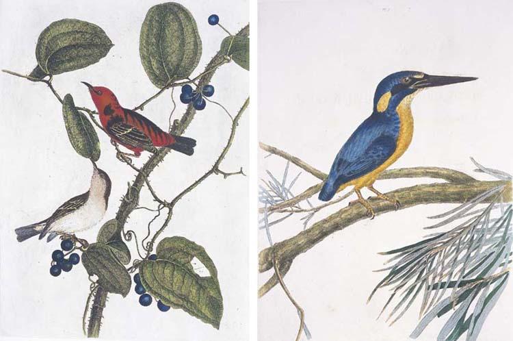 John William Lewin - A Natural History of the Birds of New South Wales