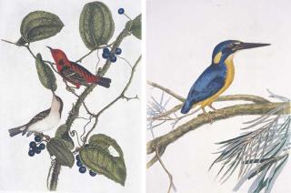 John William Lewin - A Natural History of the Birds of New South Wales