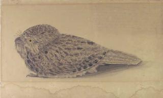 John William Lewin - Nightjar
