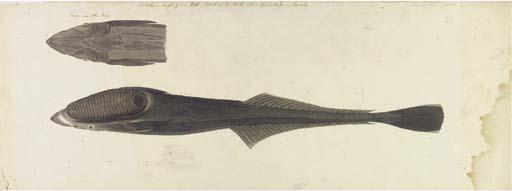 John William Lewin - Studies of a Fish