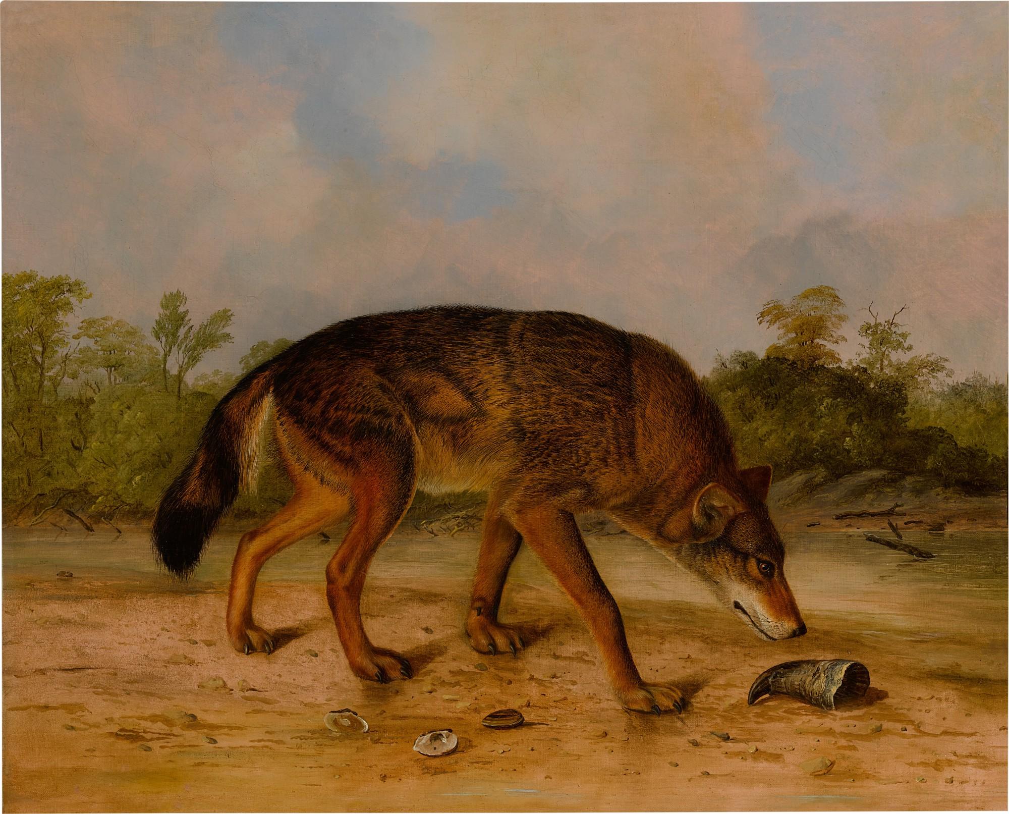 John Woodhouse Audubon - Red Wolf or Texas Wolf