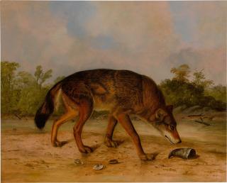 John Woodhouse Audubon - Red Wolf or Texas Wolf