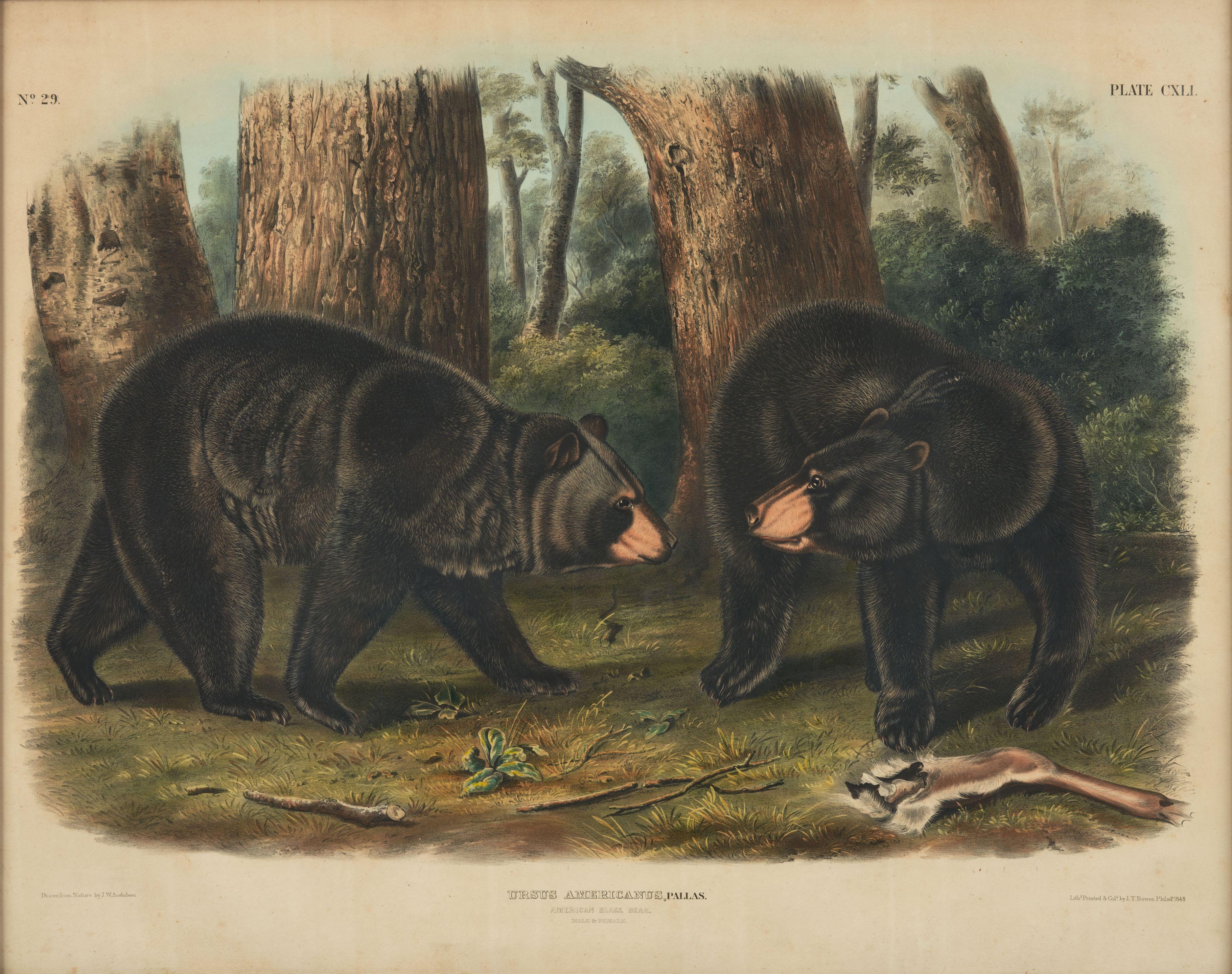 John Woodhouse Audubon - \