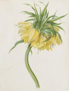 Jonas-Albertus Brandt - Fritillaria Imperialis (Crown Imperial)