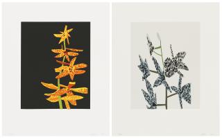 Jonas Wood - Untitled (Orchid I & II)