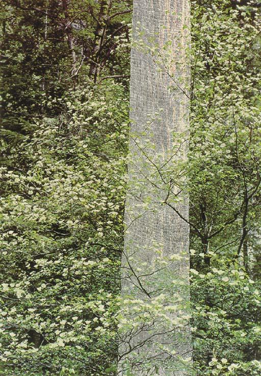 Jonathan Callan - Trunk, 1999