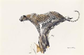 Jonathan Kenworthy - Leopard In A Tree