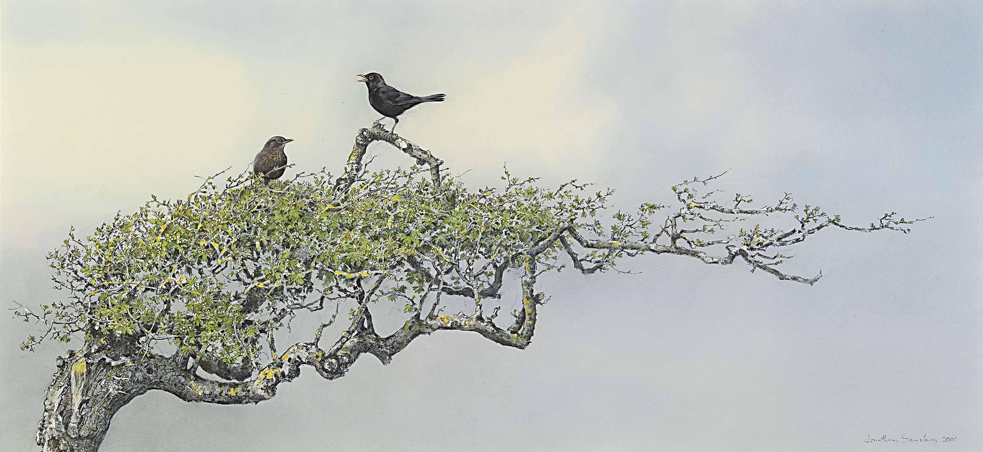 Jonathan Sainsbury - \'Seashaped\': Blackbirds Singing On Hawthorn Branch