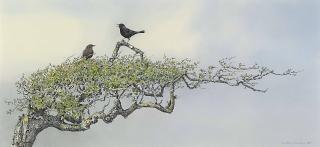 Jonathan Sainsbury - \'Seashaped\': Blackbirds Singing On Hawthorn Branch