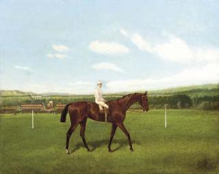 Jonny Audy - A bay racehorse with jockey up, a racecourse beyond