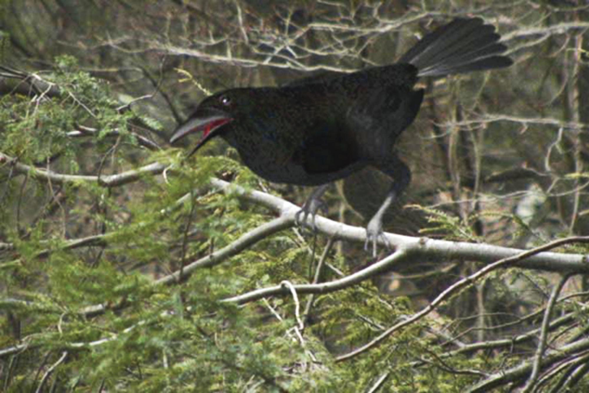 Jordan Wolfson - Perfect Lover