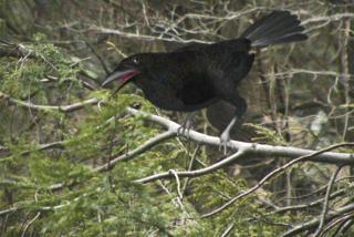 Jordan Wolfson - Perfect Lover