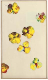 José María Sicilia - La luz que se apaga-pequeñas flores