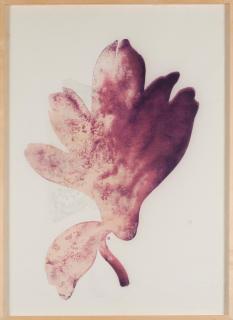 Jose Maria Sicilia - Los Orificios XXIV (Cyclamen)