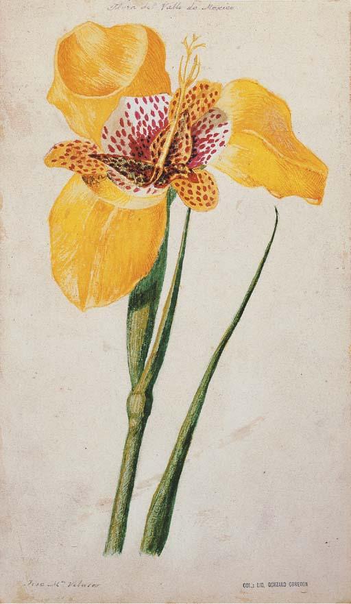 Jose Maria Velasco - Flora Del Valle De México